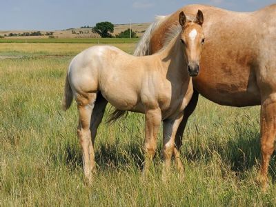 Paddys Gin Sun JW <BR>AQHA PENDING